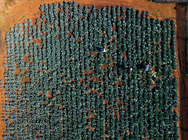 Farm workers in the field