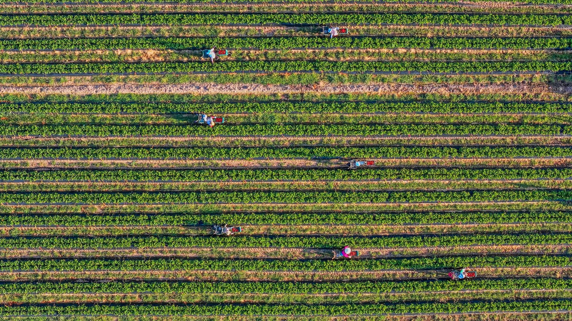 Farm workers harvesting crops